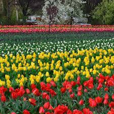 Tulip Flower Show Kashmir 2018 India Kashmir Flowershow Tulips Flowers Theculturegully Culture Photography Jammu F Tulips Flowers Flower Show Tulips