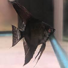 It is considered one of the most attractive of all of the angelfish. Angelfish Discus Madness