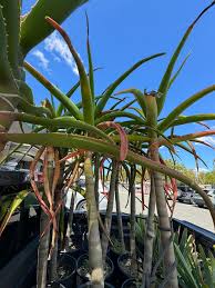 Image result for Aloidendron barberae