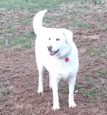 You need to select atleast one of the filters. Dog For Adoption Tiffy New Video A Labrador Retriever In Nashua Nh Petfinder
