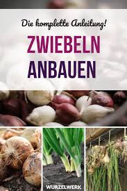 Zwiebeln Stecken Anbauen Und Ernten Die Komplette Anleitung Wurzelwerk Zwiebeln Anbauen Zwiebeln Stecken Zwiebeln Setzen