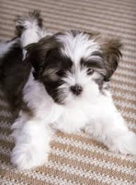Shih Tzu Terrier Mix Black And Brown Pin By Mckenna Rae Goulding On Nancys Koda I Luv U Puppies Shih Tzu Dog Maltese Shih Tzu
