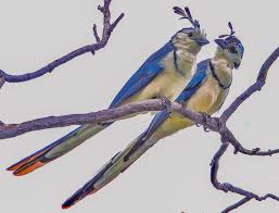 Image result for Polystachya caloglossa