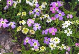 Image result for Malcolmia maritima