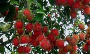 We did not find results for: Jenis Dan Cara Pengendalian Hama Dan Penyakit Tanaman Rambutan