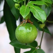 Grafted fruit trees & dwarf coconut. Buy Passion Fruit Passiflora Edulis Plant Online At Plantsguru Com