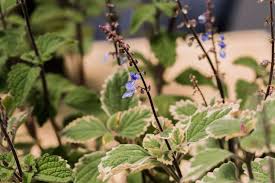 Image result for Plectranthus guruensis