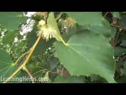 Linden cultivars, this selection sports deep green, glossy foliage through the summer months. Linden Tree How To Harvest And Care For Tilia Youtube