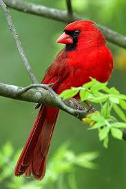Red Bird With No Feathers On Head Just Because I Love You Happy Birthday Cardinal Birds Wild Birds Photography Birds