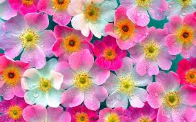 If you're looking for the best flower wallpaper for desktop then wallpapertag is the place to be. Pink Flowers Desktop Background Novocom Top