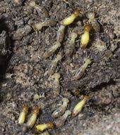 Wood Mulch And Termites How To Treat Termites In Mulch Wood Mulch Mulch Termite Control