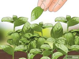 Advice indoor gardening how to grow basil indoors. 3 Ways To Harvest Basil Wikihow