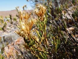 Image result for Pteronia acuminata