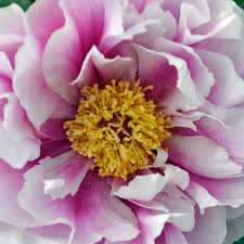 The last time i moved a tree peony, it was because the plumber needed access to the sewer line. Tree Peonies Claire Austin