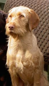 They are given lots of fresh air and exercise and a. Hungarian Wirehaired Vizsla S For Sale Preston Lancashire Pets4homes