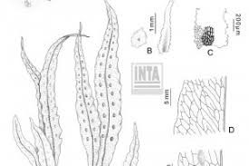 Image result for Pleopeltis macrocarpa