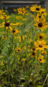 Image result for Rudbeckia hirta