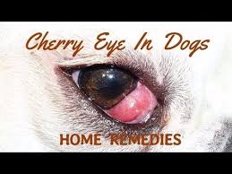 Cherry Eye In Dogs Natural Home Remedies Youtube Cherry Eye In Dogs Dog Remedies Red Eyes Remedy