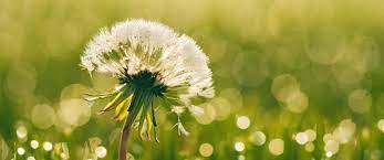 Learn vocabulary, terms and more with flashcards, games and other study tools. Home Cascade Weed And Pest Control Chelan And Manson Wa