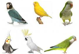 Nicio pictură şi nicio fotografie nu vor putea concura. Top 5 Cele Mai Populare Pasari De Colivie