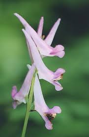 Image result for Corydalis mildbraedii
