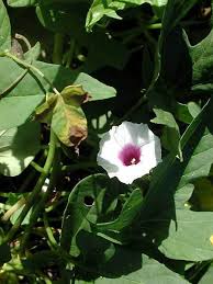 Image result for Ipomoea kituiensis