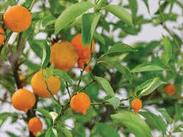 Image result for Citrus × aurantium