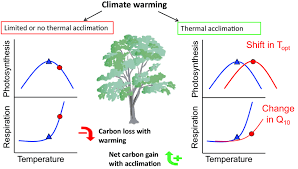 Respiration includes the reactions involved in the oxidation process. Simplified Version Of Physiological Adjustments Plants Can Make Over Download Scientific Diagram