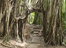 Manoa Falls Trail Visit Hawaii Hawaii Hikes Hawaii Adventures