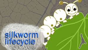 We did not find results for: The Life Cycle Of A Silkworm Biology For Kids Mocomi