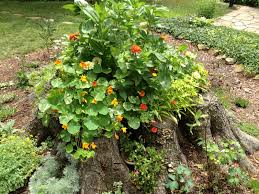 Try one of these ideas: What To Do With Tree Stumps In The Garden