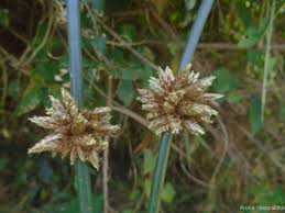 Image result for Schoenoplectiella articulata