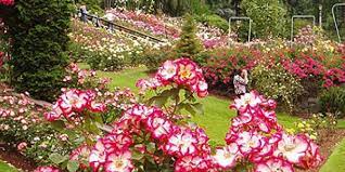 Rose Festival In Chandigarh When And Where Floral Festival India Tours The taste of epcot international flower and garden festival has begun and is in full swing. rose festival in chandigarh when and