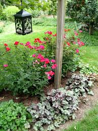 Nature has ensured the health of those plants landscaping with roses rose garden design landscape design cottage garden roses garden landscape design knockout roses. Floppy Knock Out Roses Pennlive Com