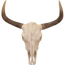 Shasta Bull Skull Mount Wall Decor Bull Skulls Wall Art Decor