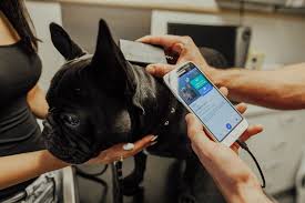 The professional who microchips your dog will also take your contact details. Gps Tracker Vs Microchip What Your Pet Really Needs Petscanner
