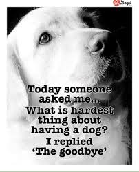 We talk about the pet grieving process and what comes next. Pin By Lynne Gross On Pics Dog Quotes Dog Poems Pet Remembrance