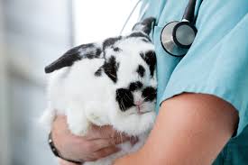 Great sites have exotic pet clinic near me are listed here. Sydney Exotics And Rabbit Vets