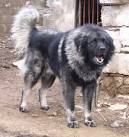 Sarplaninac Info, Temperament, Puppies, Pictures