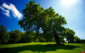 You can also upload and share your favorite beautiful tree wallpapers. Beautiful Tree Wallpapers Group 71