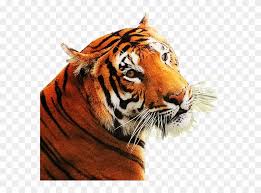 Browse 4,503 tiger white background stock photos and images available, or search for bengal tiger white background to find more great stock photos and pictures. Angry Tiger Clipart 34571 Free Png Images No Background Tigers Image No Background Transparent Png 582x540 382100 Pngfind