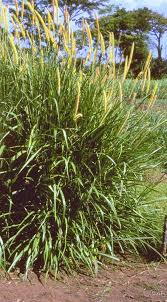 Image result for Cenchrus purpureus