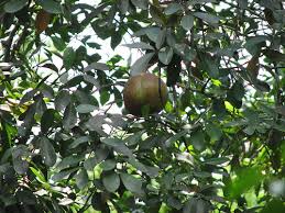 Image result for Xylocarpus