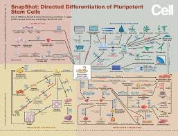 Neuromics Stem Cell Differentiation Flow Charts