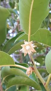 Image result for Mimusops