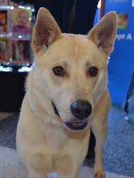 Maybe you would like to learn more about one of these? Operation Paws For Homes Sunny