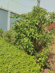 Image result for Vernonia adoensis