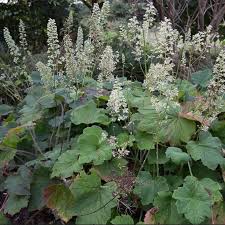 Image result for Haumaniastrum villosum