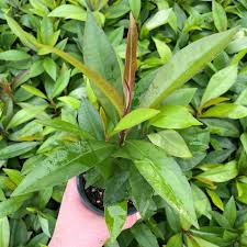 Image result for Ardisia