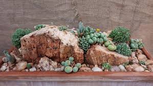 Cactus and succulent society fall seminar. Johannesburg Succulent Society Autumn Show Joburg Co Za